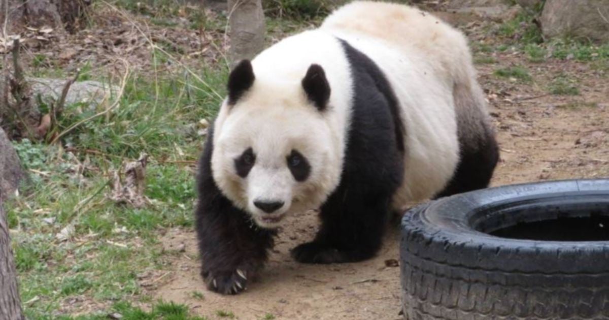 Panda gergasi tertua di Jepun mati pada usia 28 tahun