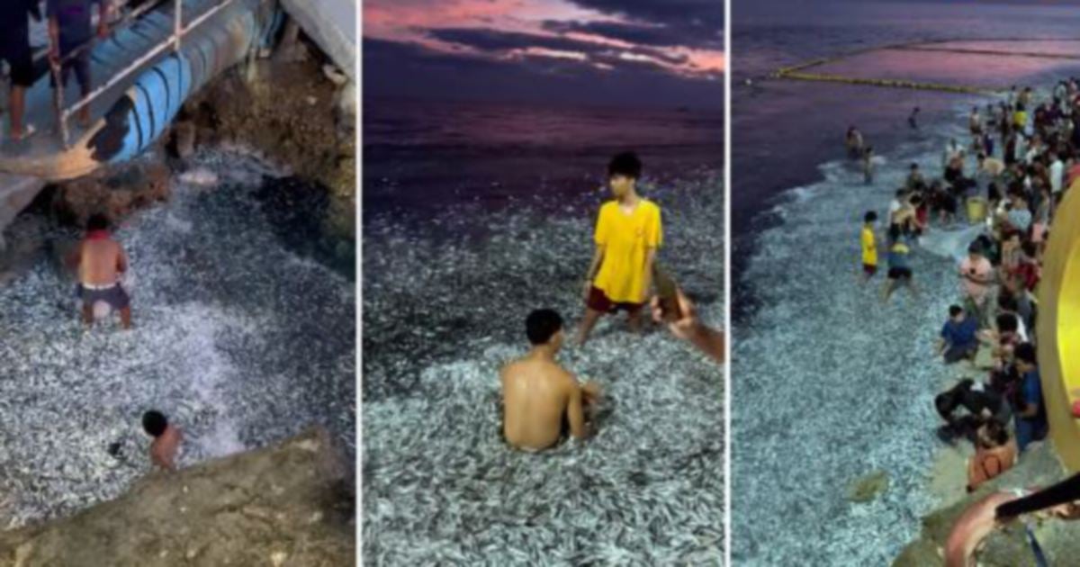 Ribuan sardin terdampar di pantai sebelum gempa bumi