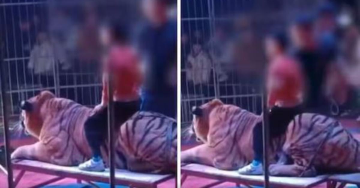 Sarkas kenakan caj untuk budak 'tunggang' harimau
