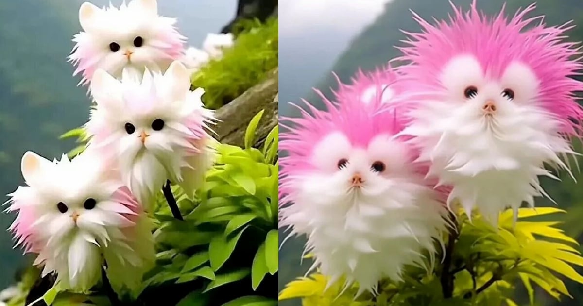 Cantik pokok bunga wajah kucing, sayangnya tidak wujud