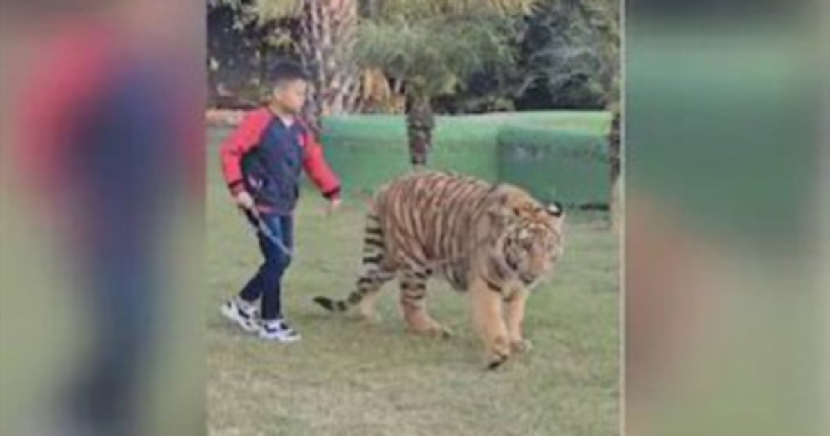 Selamba bawa harimau berjalan keliling rumah