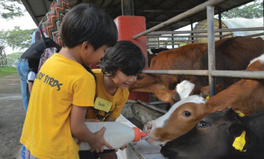 GEMBIRA diberi peluang memberi susu kepada lembu.