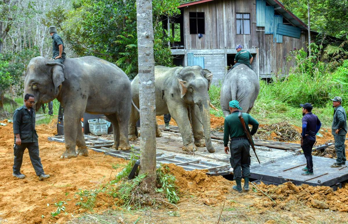 ANGGOTA Perhilitan Kelantan dan anggota Pusat Konservasi Gajah Kebangsaan berjaya memujuk ‘Awang Uban’ dengan bantuan dua ekor gajah denak. FOTO BERNAMA