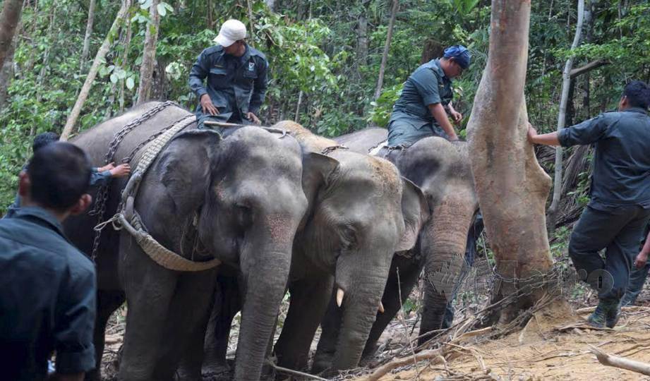 ANTARA gajah liar yang dikesan mengganggu penempatan manusia sebelum ditangkap Perhilitan. FOTO Arkib NSTP