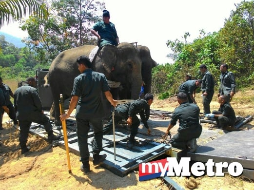 PERHILITAN menjalankan operasi memindahkan seekor gajah liar dengan menggunakan khidmat dua gajah denak. FOTO Mohamad Hairi Azmi Tham