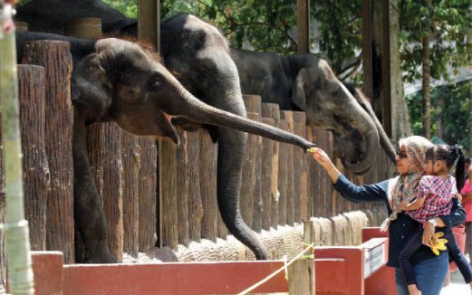 PENGUNJUNG berpeluang memberi gajah makan dengan makanan yang dijual di PKGK.