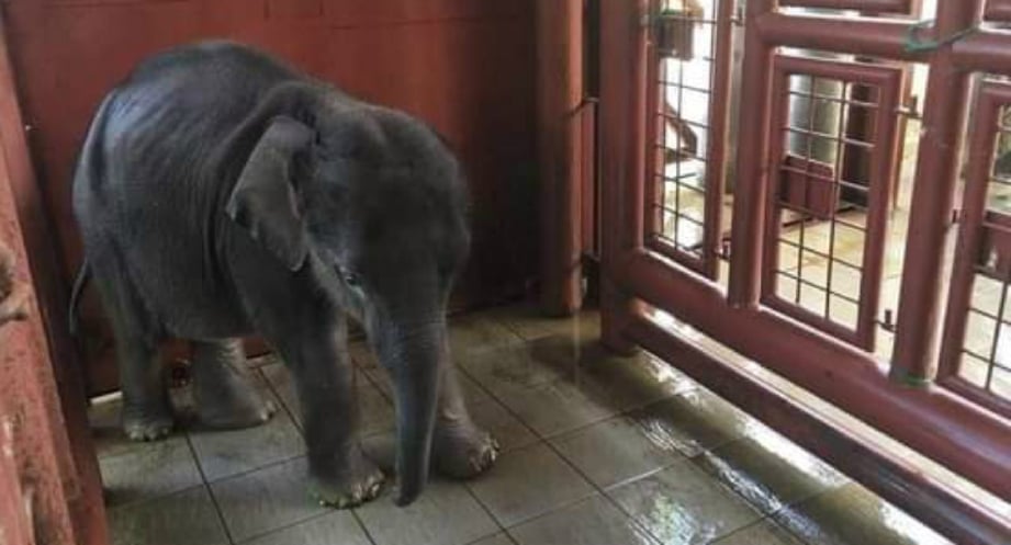 ANAK gajah yang diselamatkan Perhilitan Johor. FOTO Ihsan Perhilitan 