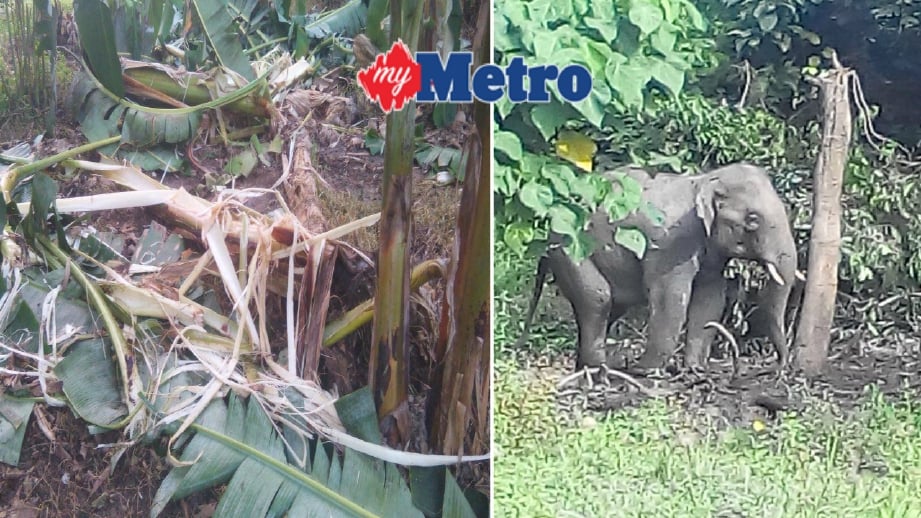 Tanaman penduduk yang dirosakkan gajah liar. Gambar seekor gajah liar yang sempat dirakam. FOTO ihsan PERHILITAN
