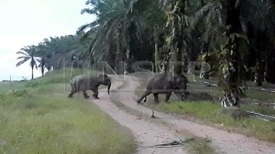DUA ekor gajah dikesan berkeliaran di ladang kelapa sawit di kawasan Ulu Segama, Lahad Datu. FOTO Ihsan JHL Sabah