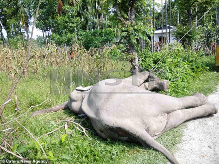 GAJAH yang maut selepas tersentuh kabel berdekatan kawasan sawah padi. -Foto DailyMail  