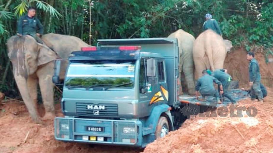 Anggota PERHILITAN dan PKGK Kuala Gandah memindahkan seekor gajah jantan liar seberat dua tan ke Taman Negara Terengganu. FOTO IHSAN PERHILITAN KELANTAN