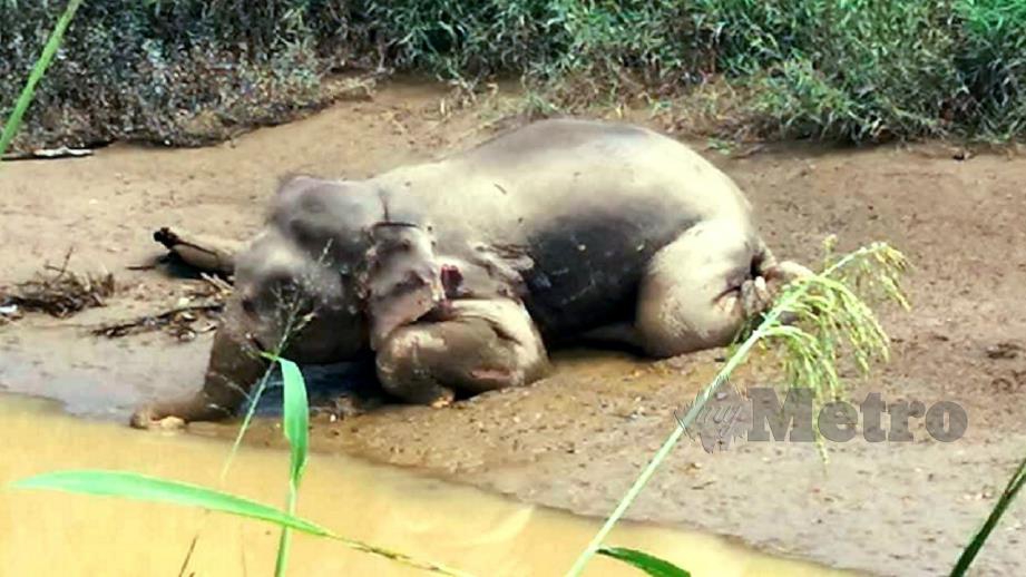 BANGKAI gajah Pygmy Borneo yang ditemui dengan kesan tembakan di Sungai Udin, Dumpas, Kalabakan. FOTO IHSAN JHL SABAH