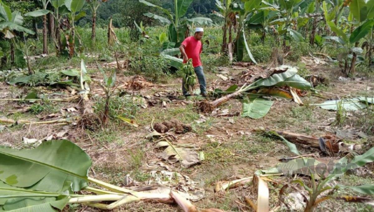 AZRI melihat kebun pisangnya yang dirosakkan sekumpulan gajah. FOTO Nazdy Harun