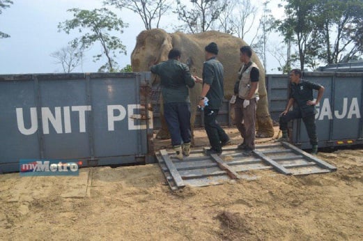 Kakitangan PERHILITAN Terengganu dan Pusat Konservasi Gajah Kebangsaan bertungkus-lumus menaikkan gajah jantan berkenaan ke dalam lori. FOTO Shamsudin Husin