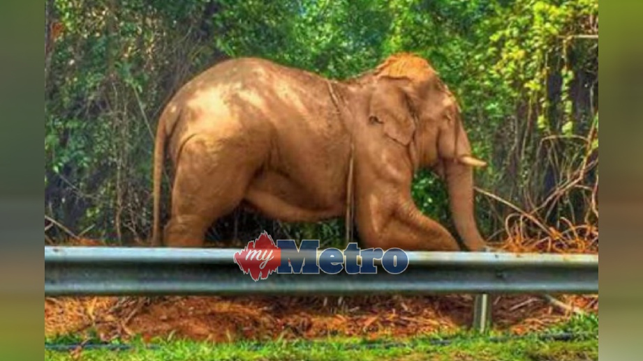 KEADAAN gajah jantan yang dirantai pada pokok besar yang tular di media sosial, hari ini. FOTO Ihsan PDRM