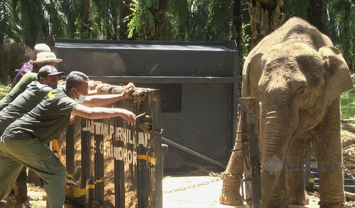 KAKITANGAN PKGK memindahkan gajah liar ke Hutan Simpan Tembat. FOTO Roselan Ab Malek 