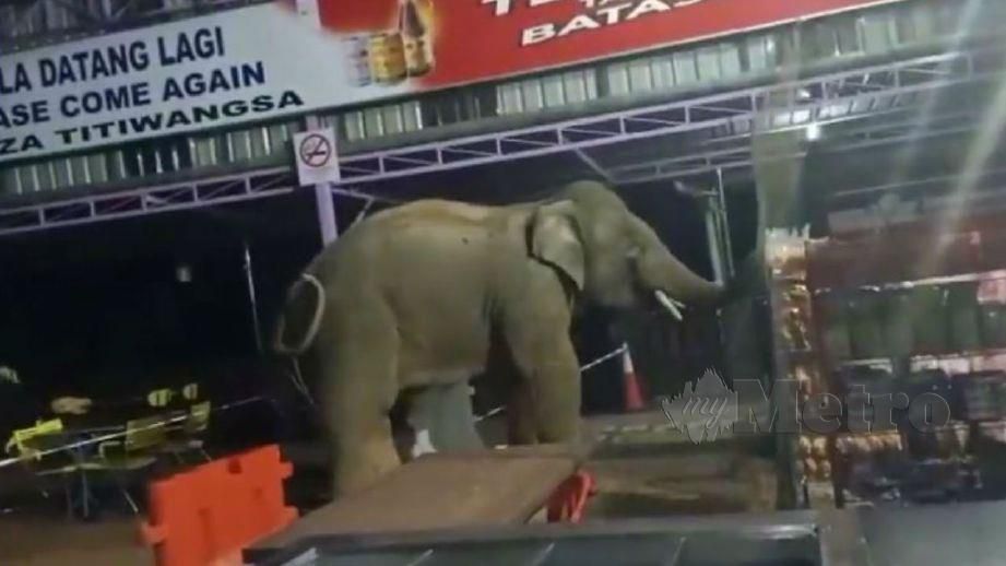 RAKAMAN video kejadian seekor gajah jantan masuk ke kedai makan dan barangan runcit di R&R Banjaran Titiwangsa. FOTO tular media sosial