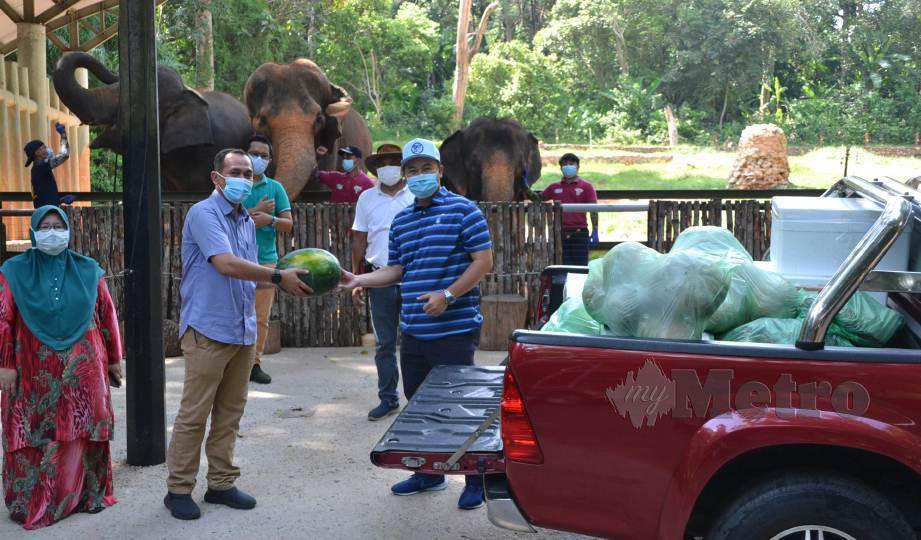 HAZREEQ (kanan) menyerahkan tembikai sebagai simbolik sumbangan bahan makanan haiwan bernilai RM6,000 kepada Shadan sambil diperhatikan Zanariah (kiri sekali) di Zoo Melaka, Ayer Keroh. FOTO Hassan Omar