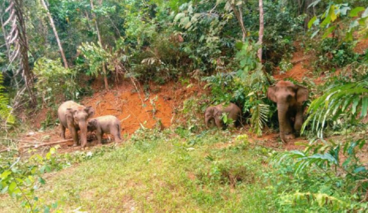 EMPAT gajah liar yang ditangkap oleh Perhilitan di Kampung Peralla 1, Tanah Merah, di sini, Rabu lalu. FOTO Ihsan Perhilitan