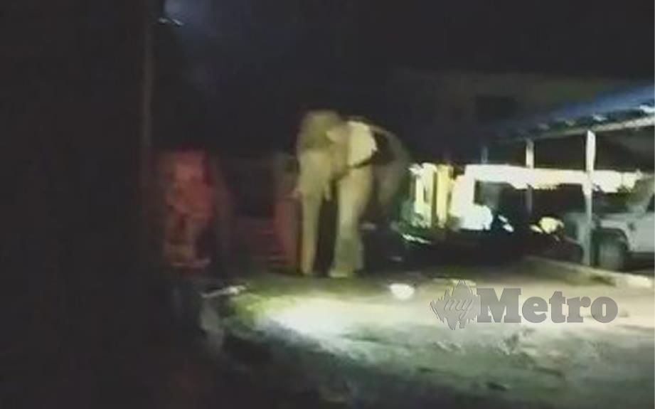 SEEKOR gajah jantan masuk ke tempat loading makanan ikan di Pusat Perikanan Darat Banding, Tasik Temenggong dekat sini malam semalam. FOTO MOHD RASHIDI YUSUF