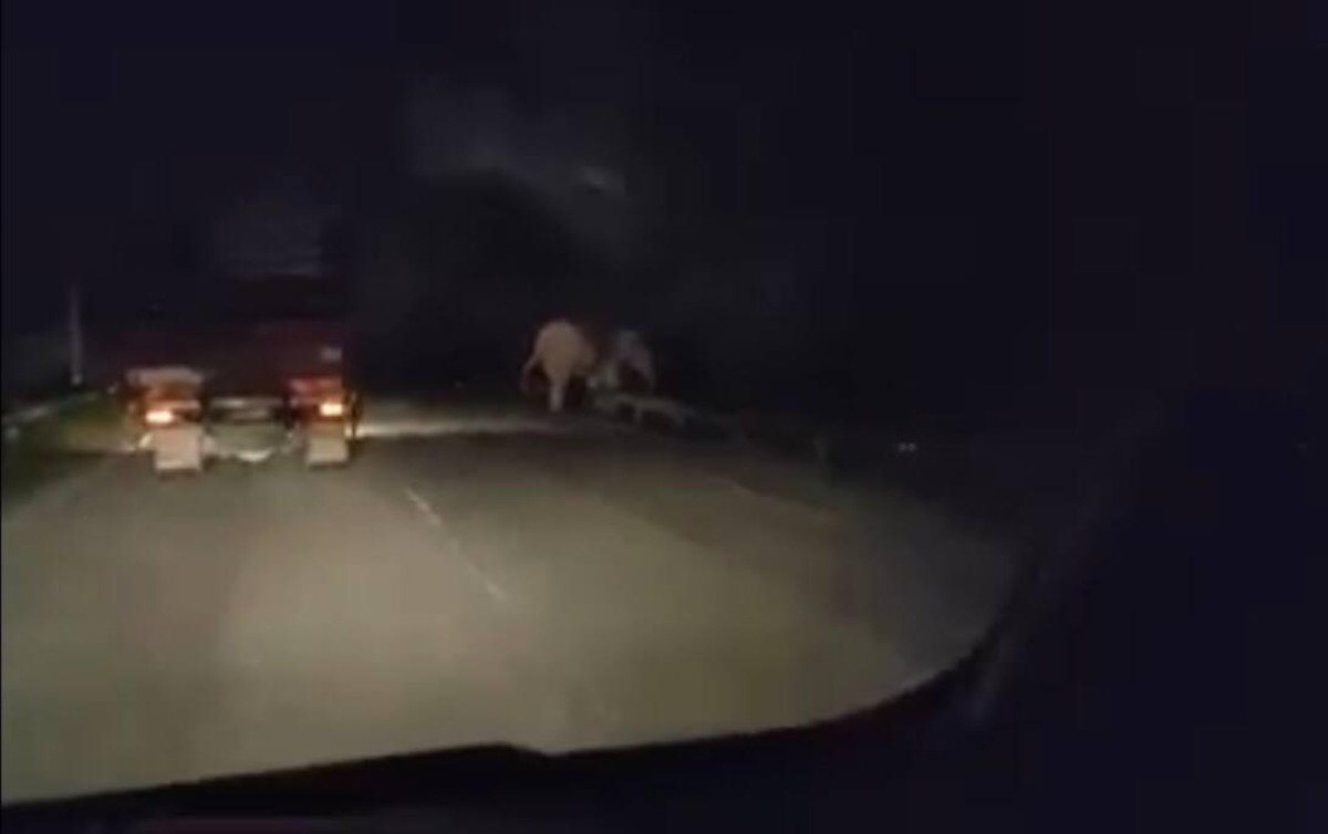 Tangkap layar seekor gajah sesat didapati berkeliaran di kawasan tepi jalan laluan Kuala Krai-Gua Musang berhampiran Kampung Paloh, malam tadi. FOTO IHSAN PEMBACA