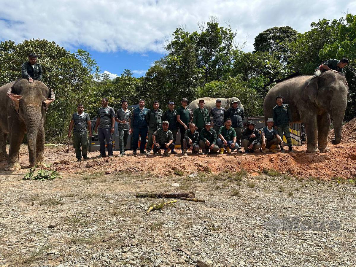 Gajah liar jantan, Dee Subong, diapit Suria (kanan) Dan Indah dalam Operasi pemindahan gajah di Jalan Subong, RPT Sungai Terah di sini, hari ini. FOTO Paya Linda Yahya