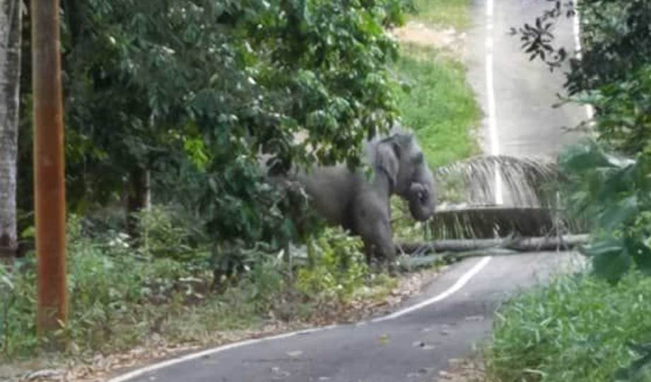 KUMPULAN gajah liar yang dilihat berkeliaran di Kampung Sri Timur, Kluang.FOTO Ihsan PERHILITAN