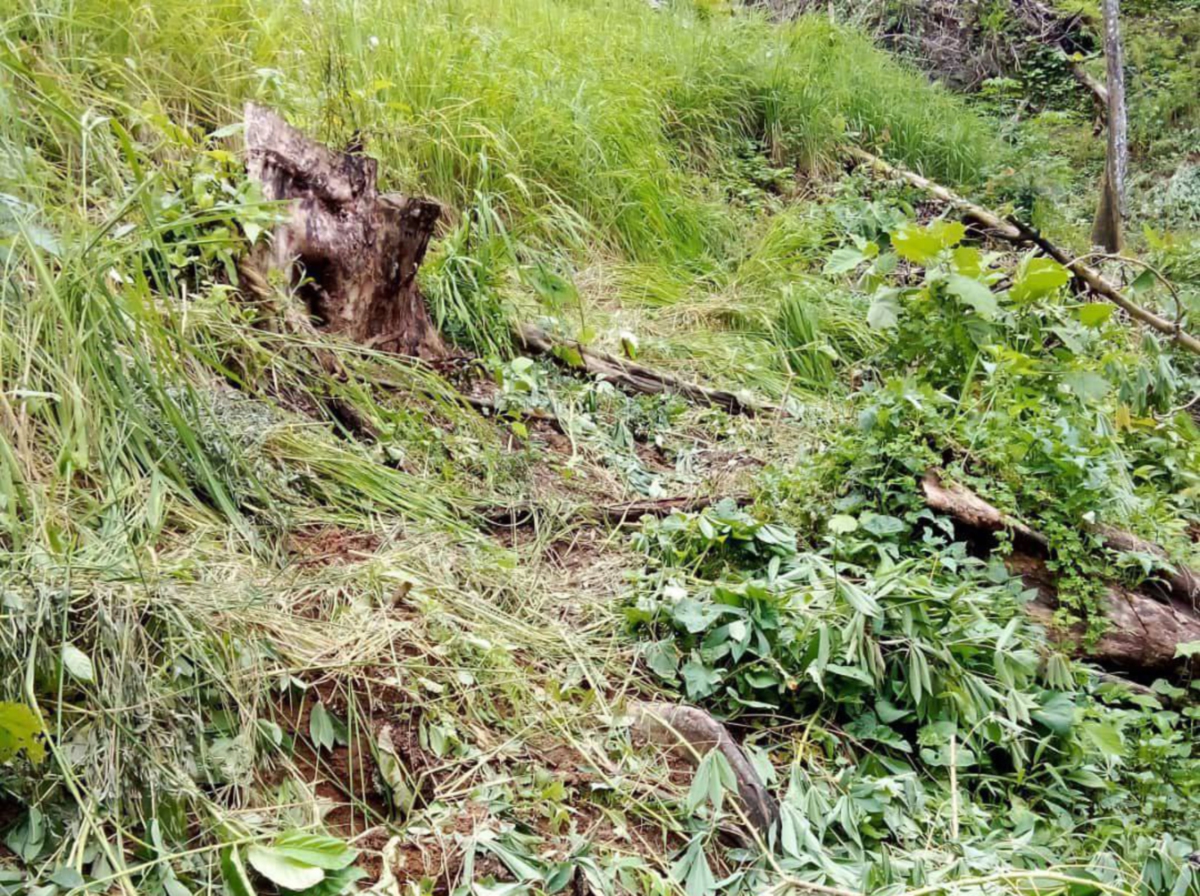 Kesan kemusnahan gajah liar di Kampung Dandut, Pos Simpor. FOTO Ihsan Penduduk