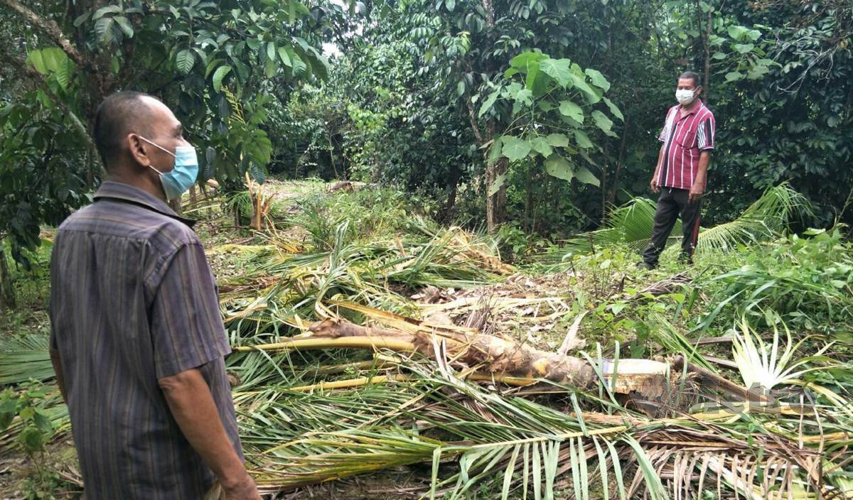 PENDUDUK lihat pokok kelapa yang tumbang diserang gajah liar awal pagi semalam. FOTO Ramli Ibrahim