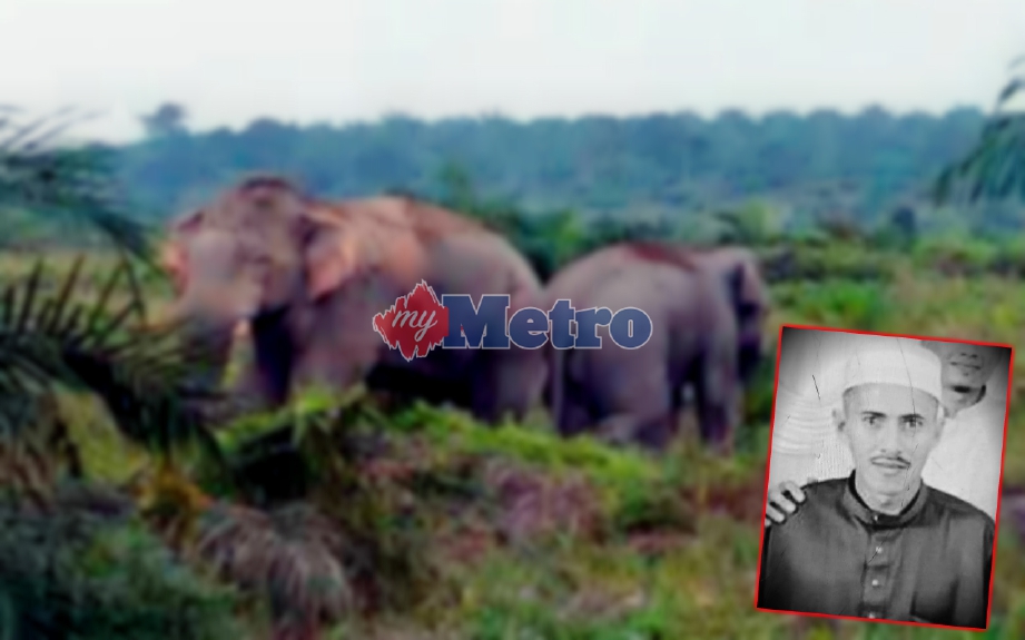 Allahyarham Mat Juhid (gambar kecil) dari Kampung Hulu maut akibat parah di muka selepas dipijak gajah jantan yang mengamuk berdekatan Kampung Kah Ing, Padang Sanai, Padang Terap. FOTO Ihsan PDRM