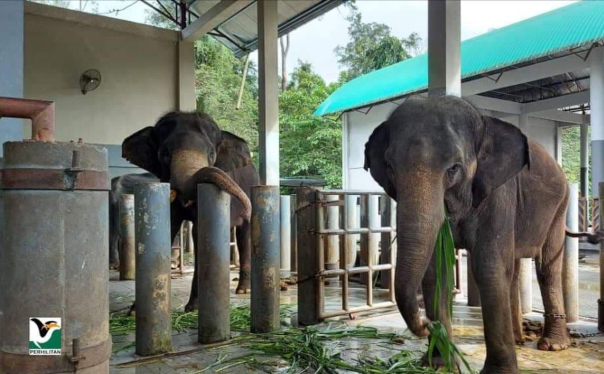 Semua gajah yang terdapat di Pusat Konservasi Gajah Kebangsaan (PKGK), Kuala Gandah, Lanchang berada dalam keadaan selamat walaupun pusat itu kini dilanda banjir sejak semalam dan hari ini. FOTO IHSAN PERHILITAN