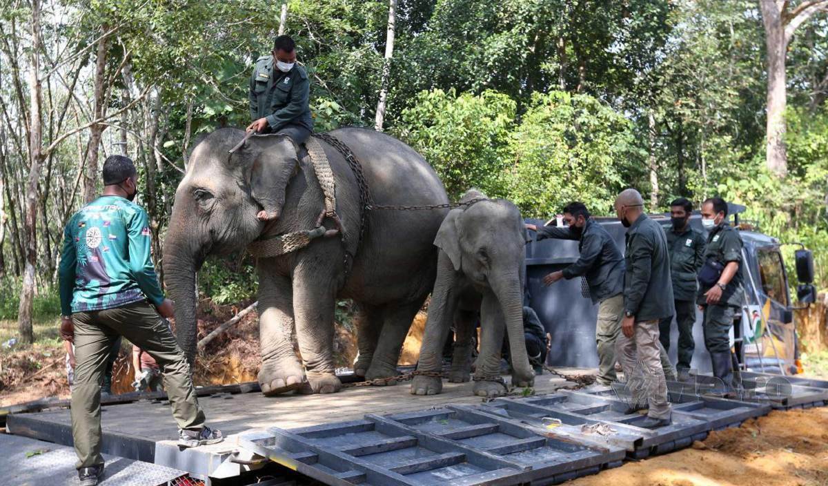 OPERASI memindahkan dua gajah liar yang ditangkap di Kampung Kuala Tiga. FOTO Nik Abdullah Nik Omar