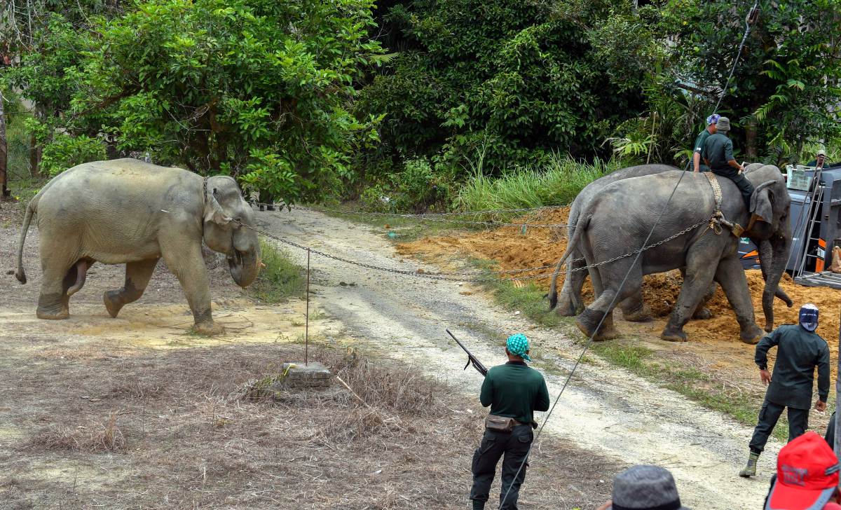 RAMBAI dan Abot, dua ekor gajah denak dari Pusat Konservasi Gajah Kebangsaan Lanchang, membantu Jabatan Hidupan Liar dan Taman Negara (Perhilitan) Kelantan dalam operasi pemindahan seekor gajah jantan di Kampung Tok Uban. FOTO BERNAMA