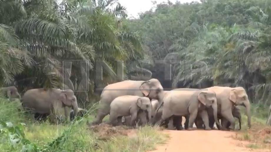 PETIKAN video tular sekumpulan gajah di kawasan kebun kelapa sawit yang didakwa di Batu 26, Kahang, Kluang. FOTO Ihsan Pembaca 