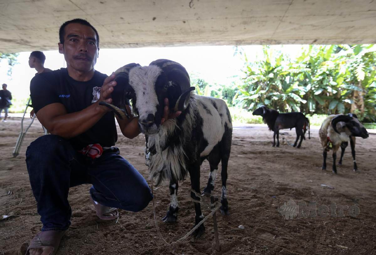 MOHD Azlan menunjukkan biri-biri garut peliharaannya ketika ditemui pada program Himpunan Domba Garut di Tendong di sini. FOTO Nik Abdullah Nik Omar