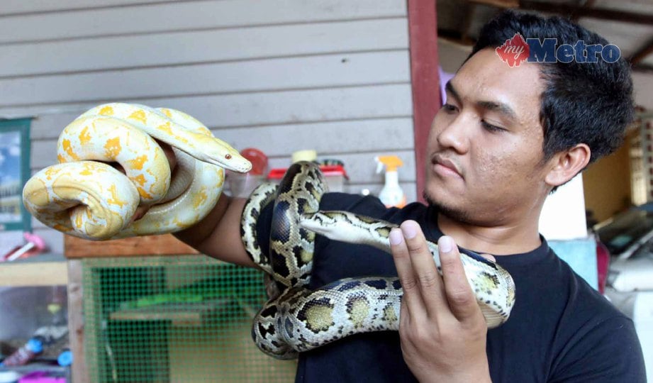 AMIRUL bermanja dengan ular sawa albino dan  batik peliharaannya. FOTO Mohd Rafi Mamat