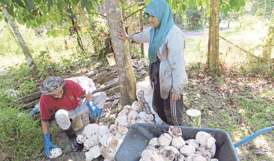 JAMALIAH dan anaknya mengutip hasil getah sekerap di Kampung Changkat Setol, Baling.