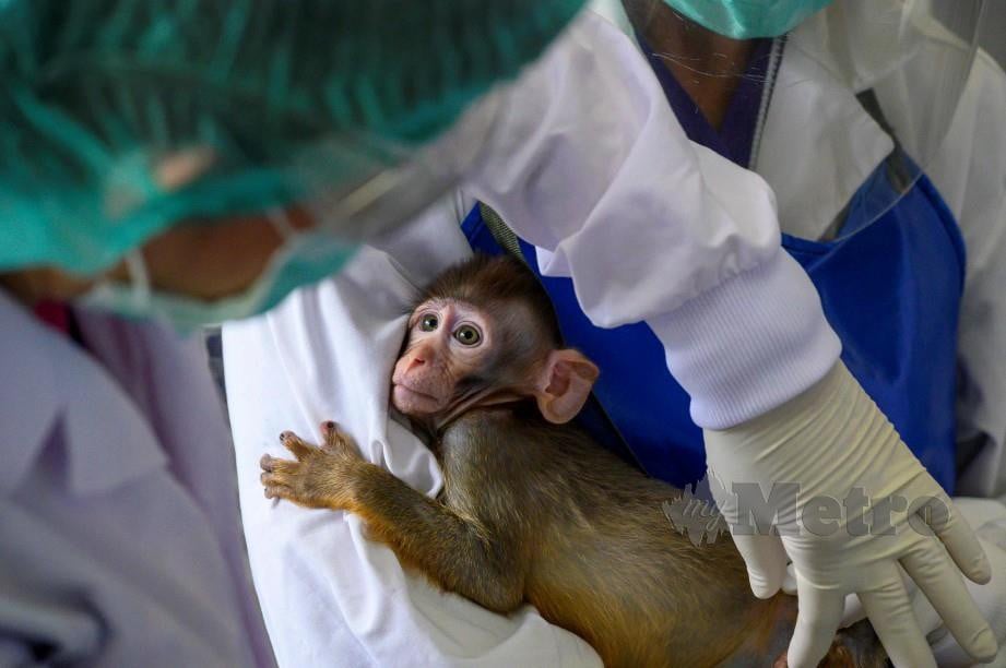 THAILAND mula melakukan percubaan vaksin terhadap monyet selepas ujian ke atas tikus menunjukkan keputusan positif. FOTO AFP