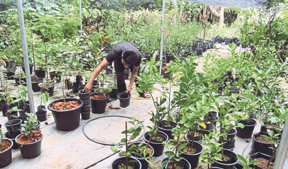 RAZIF Radzi, 20 memeriksa anak pokok anggur dan tanaman lain ditanam di halaman rumahnya di Kampung Bunut Susu.