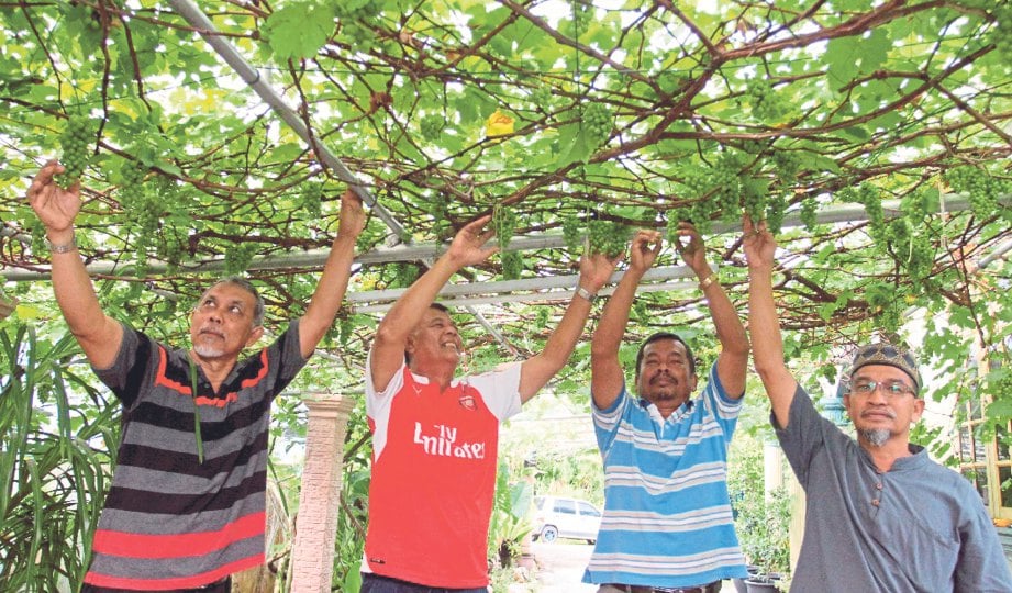 WAN Mohd Radzi menunjukkan pokok anggur yang ditanam sejak empat tahun lalu. 