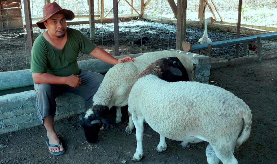 SHEIKH Gaddafi bersama ternakan kambing yang sedia dijual untuk korban.