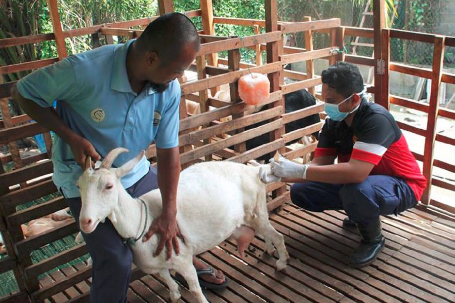 ANGGOTA JPV memeriksa kambing sebelum dijual untuk dijadikan korban.