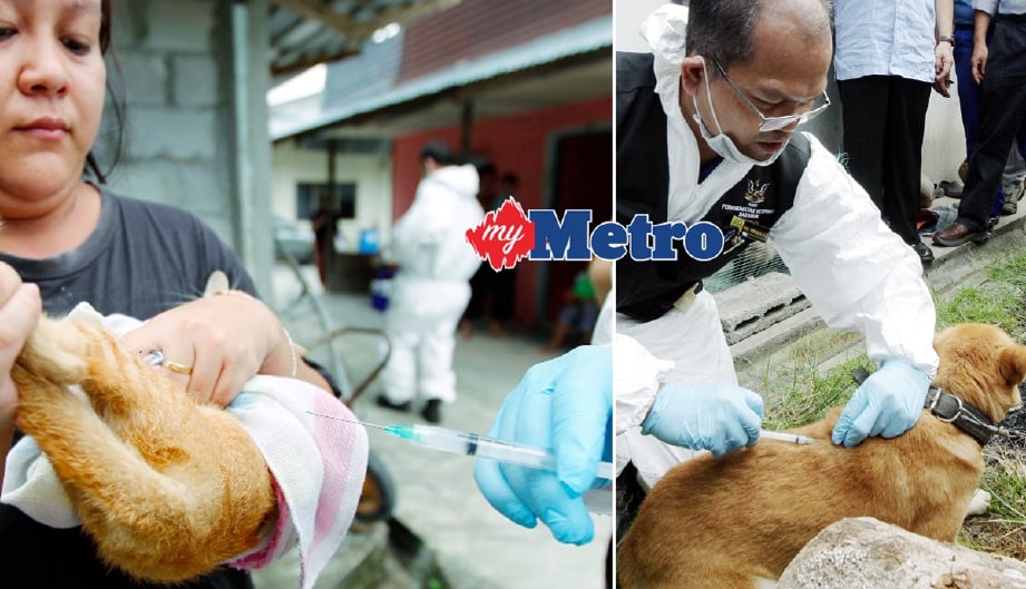 Pegawai Jabatan Perkhidmatan Veterinar Sarawak memberi suntikan vaksin kepada kucing dan anjing peliharaan penduduk di Kampung Paon Rimo, Serian. - Foto MOHD RADZI BUJANG.