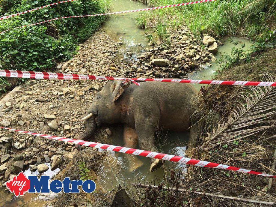 Bangkai gajah jantan yang ditemui dengan kesan tembakan di Ladang Cenderamata, Tawau. FOTO ihsan Jabatan Hidupan Liar Sabah