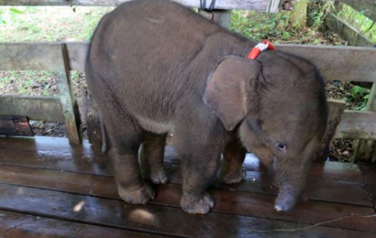 Anak gajah yang mati selepas separuh belalainya dipotong. - FOTO Agensi