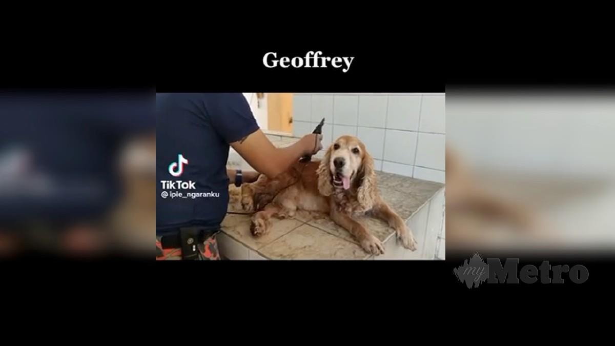 ANJING K9 bernama Geoffrey menjalani sesi grooming selepas terbabit dalam misi SAR tanah runtuh. FOTO TikTok