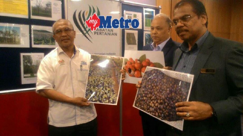 Ahmad Zakaria (kiri) menunjukkan gambar pokok guarana yang ditanam di Baling, Kedah. FOTO Nursyahirah Marzuki