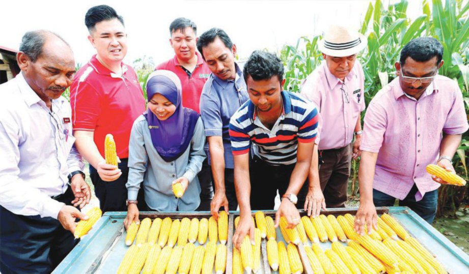 RAMANA menunjukkan jagung bijirin kepada Pegawai Pertanian Daerah Kuala Muda, Nor Hafizah Abd Rahman (tiga dari kiri).