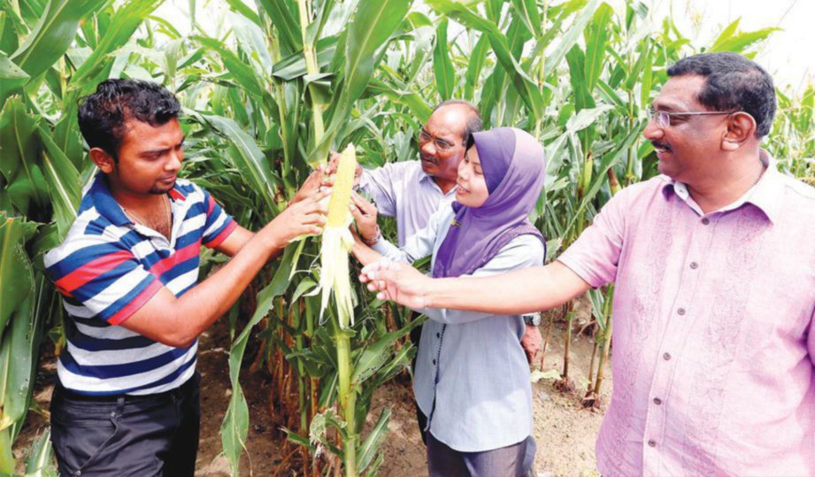 RAMANA menunjukkan jagung bijirin kepada Pegawai Pertanian Daerah Kuala Muda, Nor Hafizah Abd Rahman (dua dari kanan) dan bapanya, Kalaichelvan (kanan).
