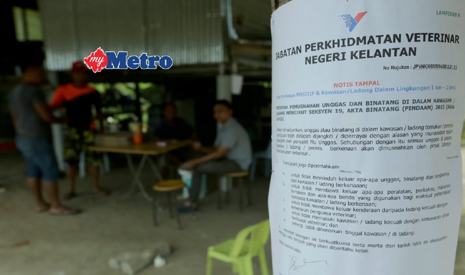 Notis Jabatan Perkhidmatan Veterinar yang ditampal di Ladang ternakan ayam itik di Kampung Kedongdong , Pasir Mas, mengenai wabak H5N1. - Foto Fail (FATHIL ASRI)